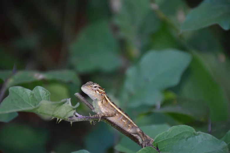 the lizard is perched on the tree nch