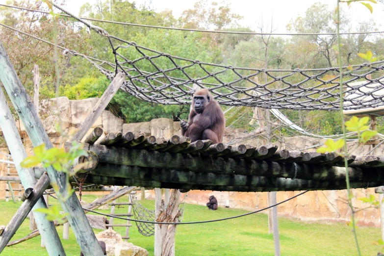 an oranguel sitting on a bridge at the zoo