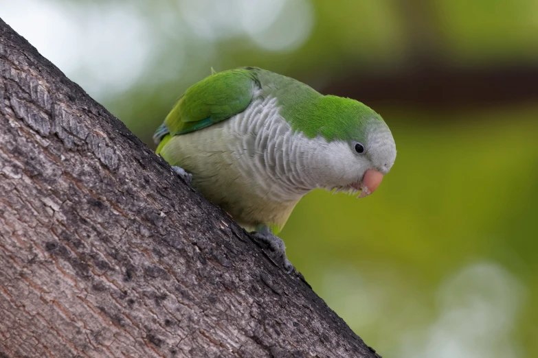 a small parrot is sitting on the side of a tree