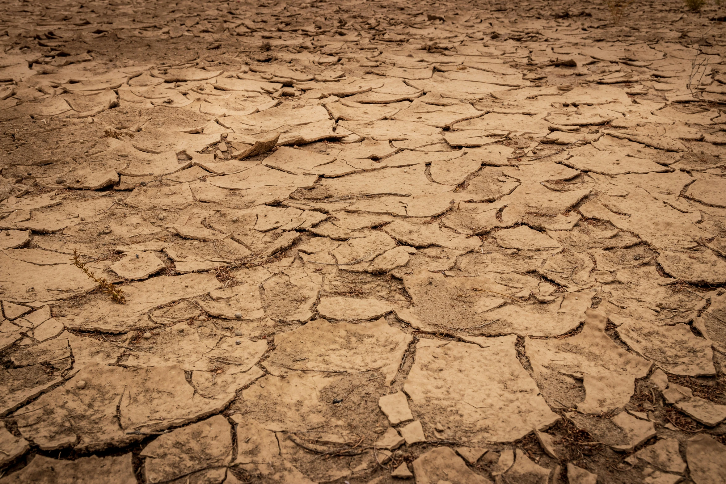 the dirt floor of a dry area has little s