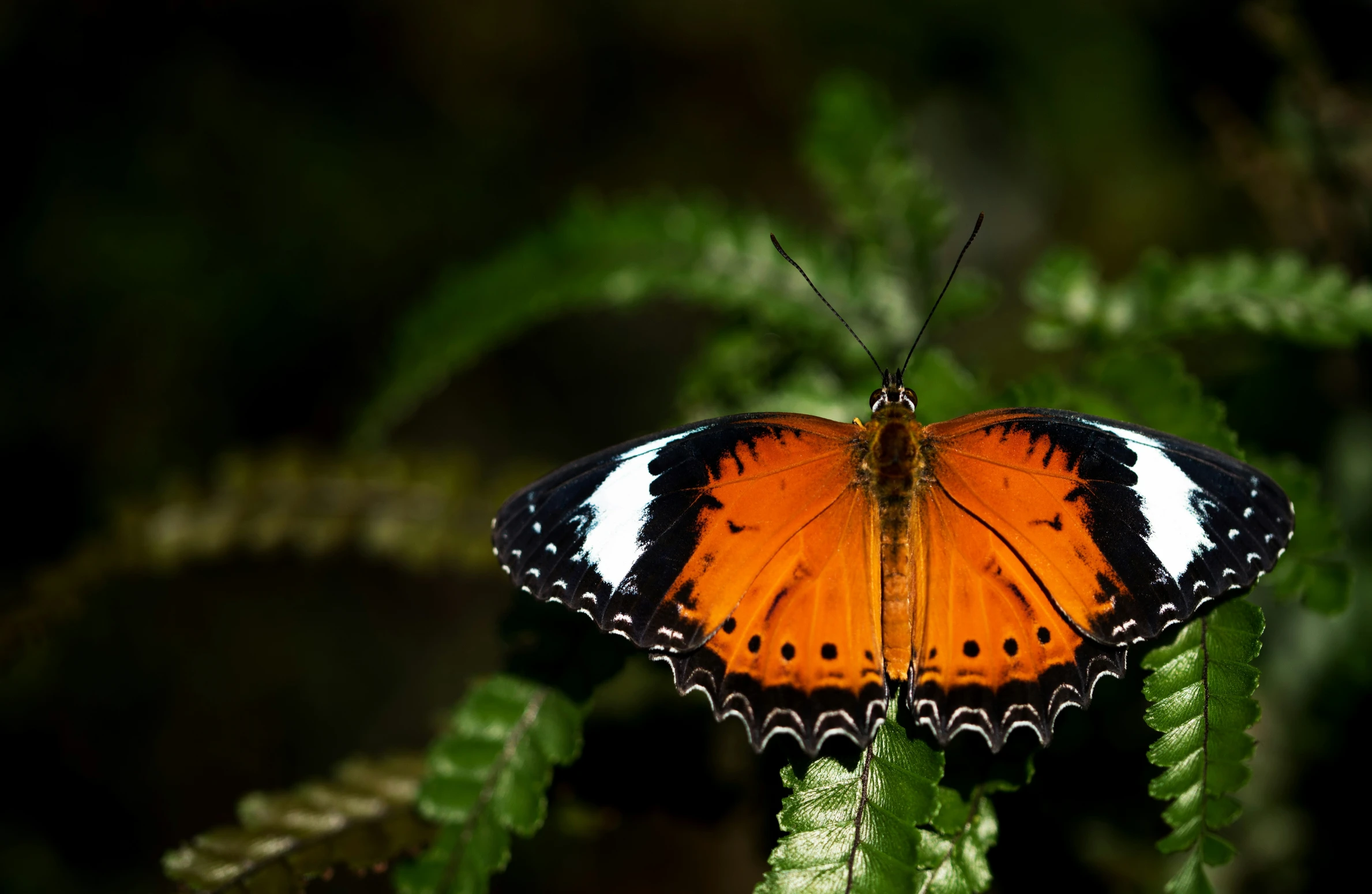 a very big pretty orange erfly in the grass