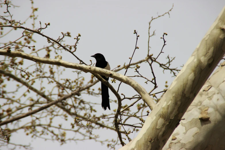 the black bird is sitting on the nch of a tree