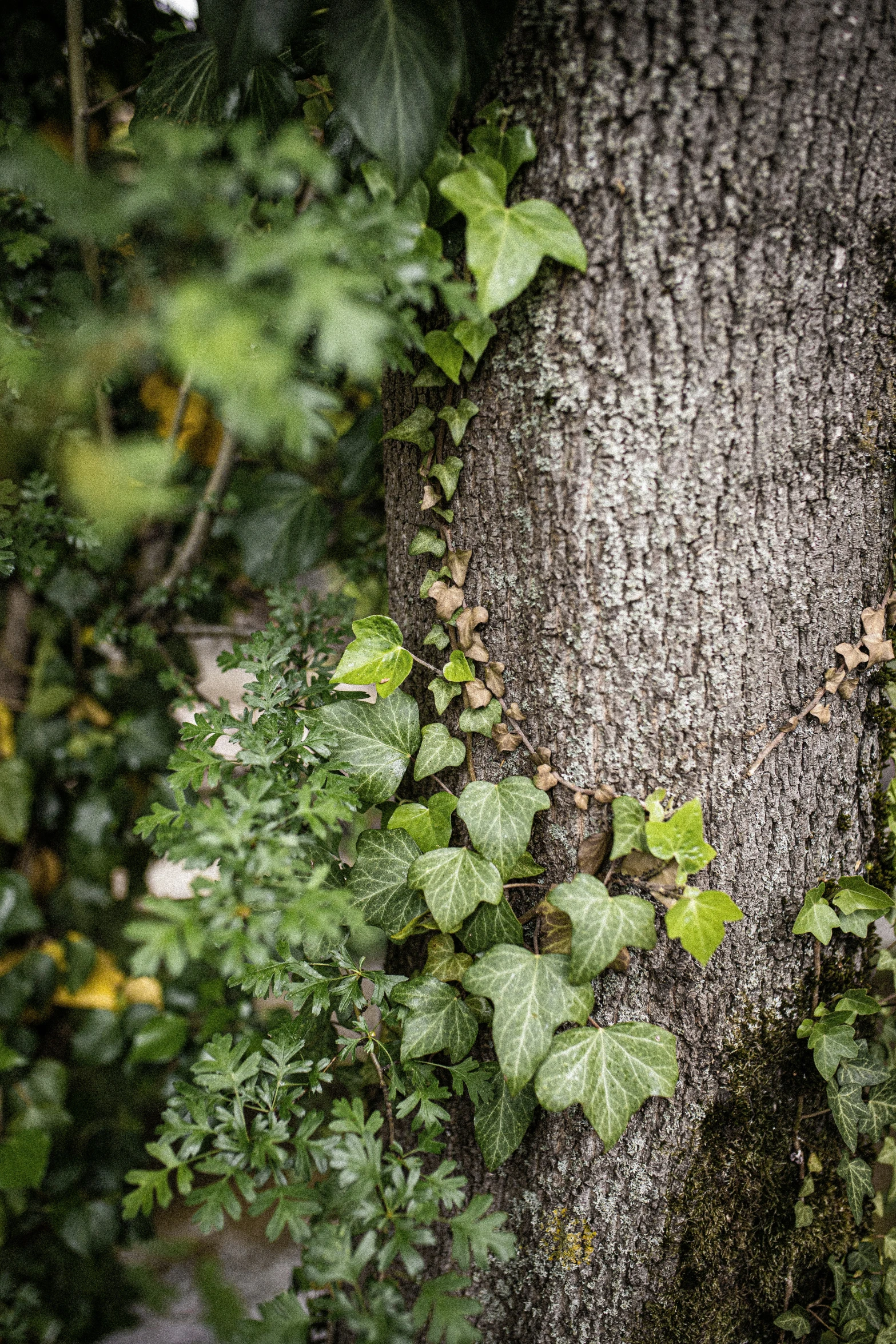 a leafy plant in the middle of some green plants