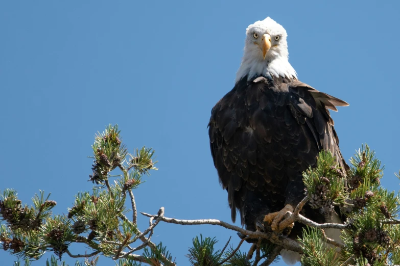 an eagle sits in a pine tree with his feathers spread