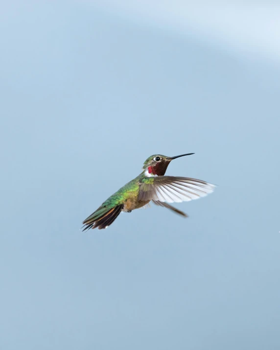 a hummingbird flying against a blue sky