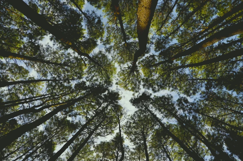 looking up at tall trees from below, with the camera pointed upward