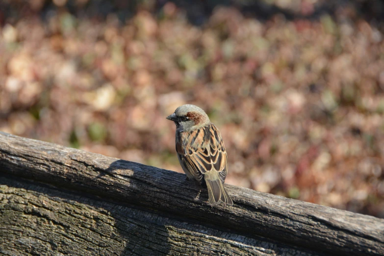 a bird perched on a wooden fence post