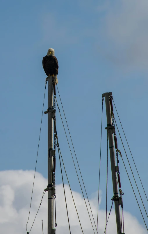an eagle is sitting on top of an electric pole