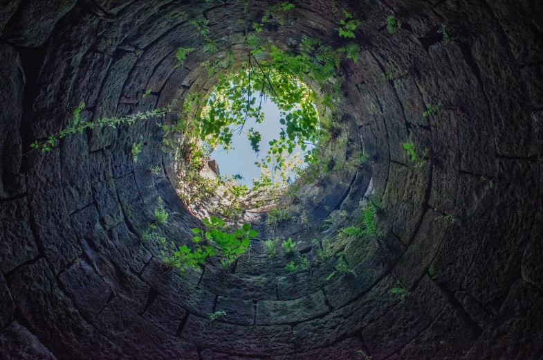 a tree looks to be growing inside a tunnel