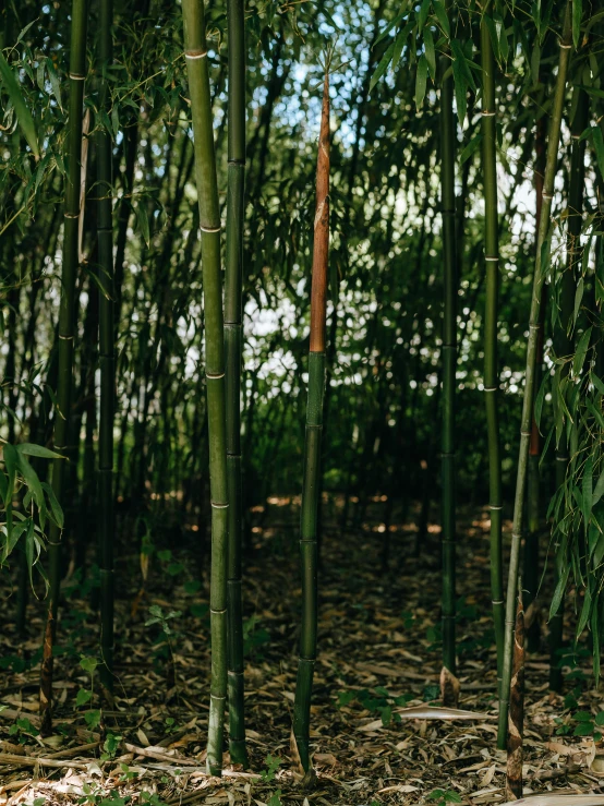 bamboo trees in the middle of the forest with blue sky