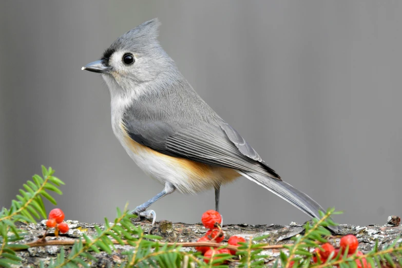 small bird with brown feathers standing on a nch