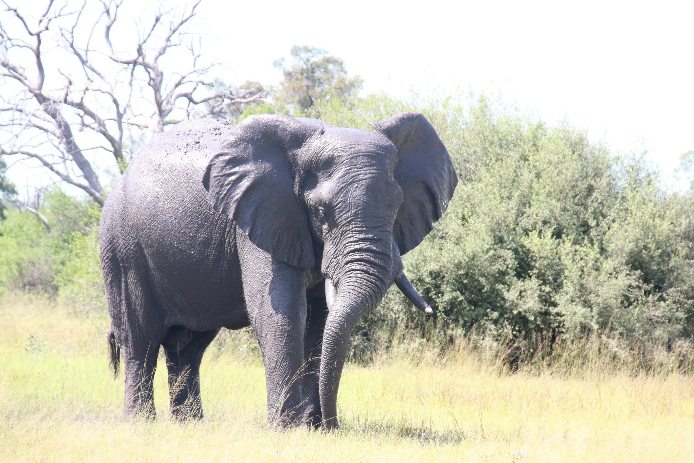 an elephant in the middle of a grassy field