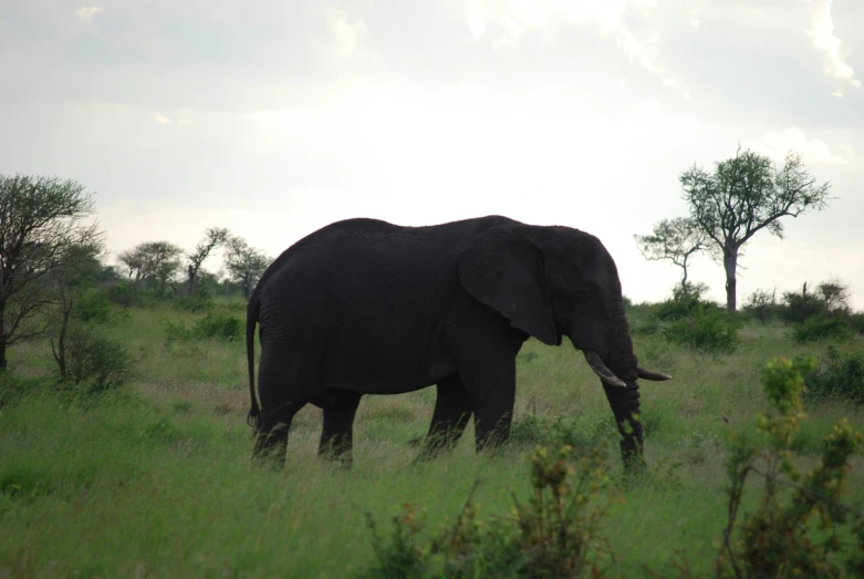 an elephant that is standing in the grass