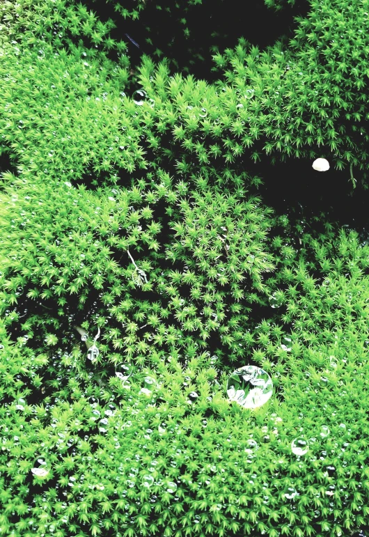 an empty parking meter in the bushes and trees