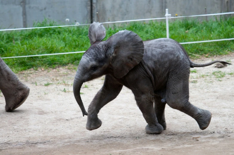 there is an elephant that is running on the dirt