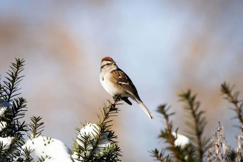 a brown and white bird is sitting on a nch