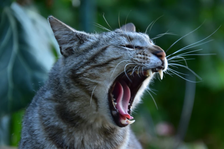 a gray cat growling while standing outside