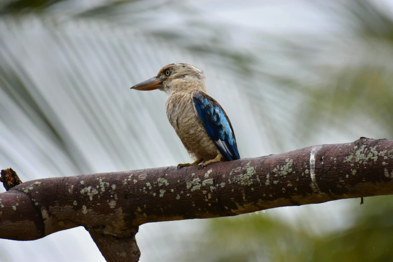 the bird is perched on the nch of the tree