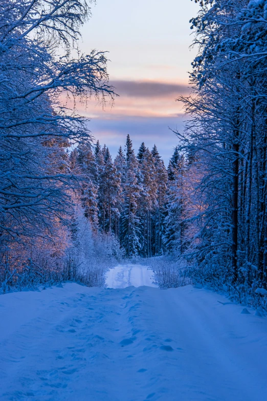 a snowy road in the woods with some snow