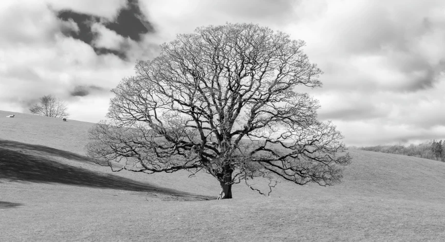 a lone tree in the middle of a field