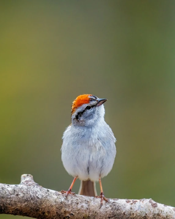 a little bird standing on a nch looking to its left