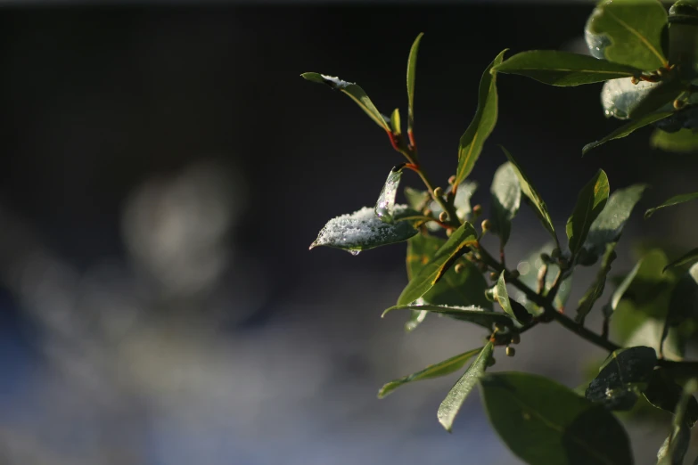 small leaves of a tree with blurred background