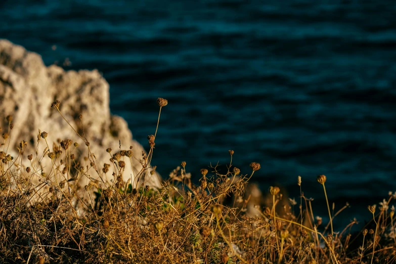 grass on a cliff overlooking the water