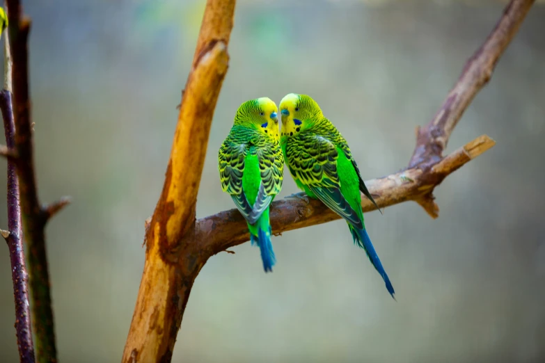 a pair of brightly colored parakeets are sitting on a nch