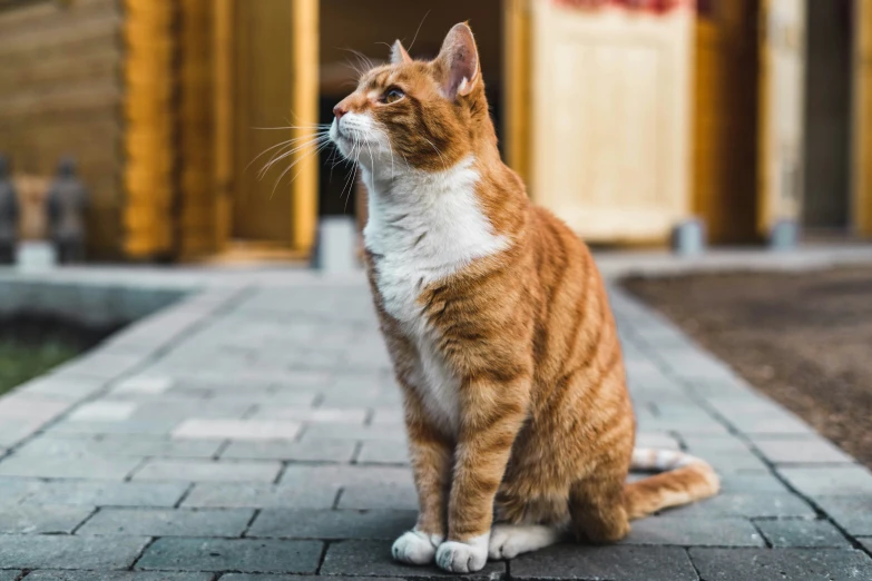 an orange cat looking up and staring off