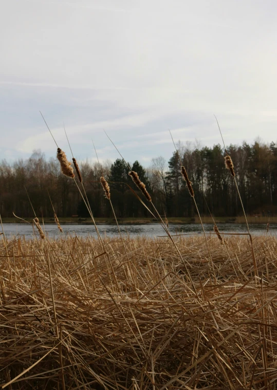 there are some weeds near the water by the banks