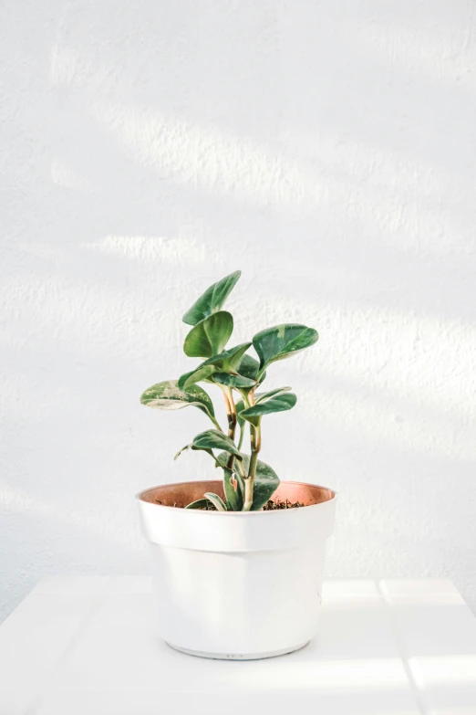 the potted plant is on top of the white table