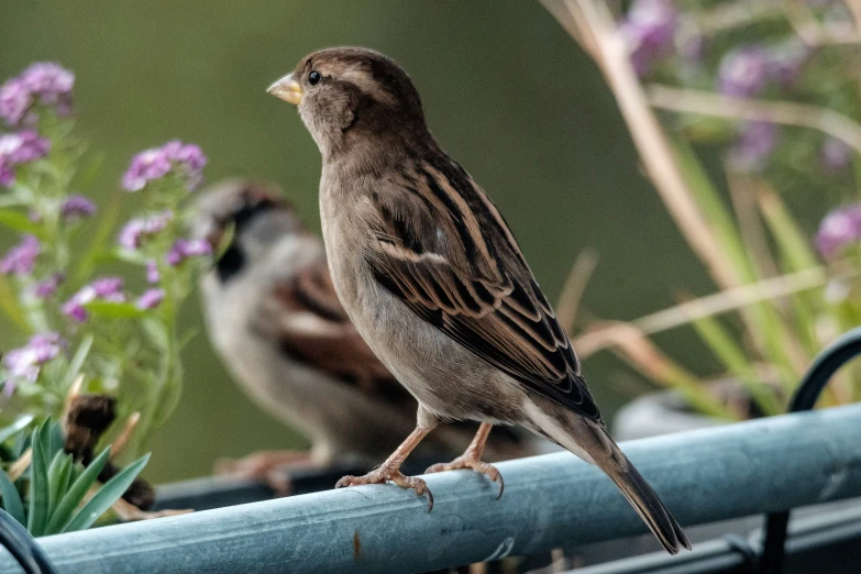 two brown birds sitting on a fence near flowers