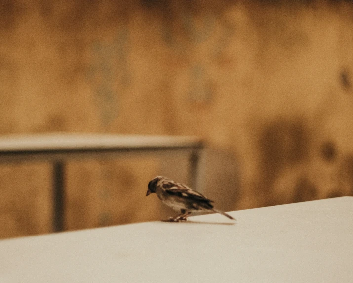 this is an image of a small bird on a roof