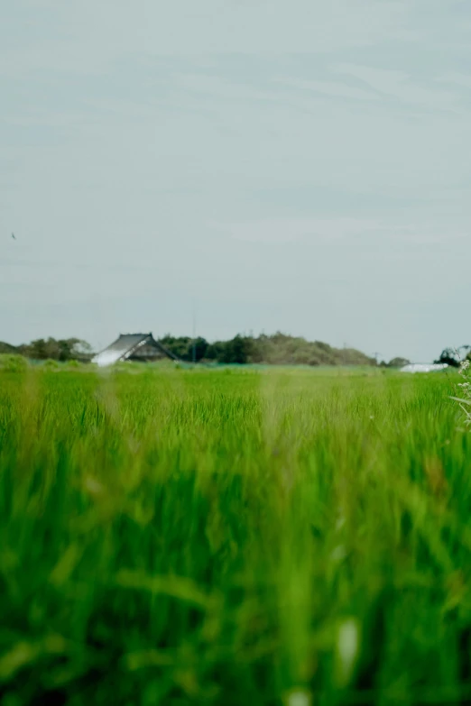 a lone red frisbee is sitting in the green grass