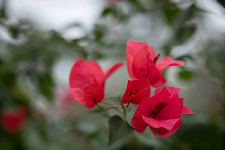 red flowers blooming on a tree nch, in the foreground is blurry in the background