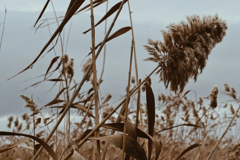 tall grass and some weeds in front of a cloudy sky