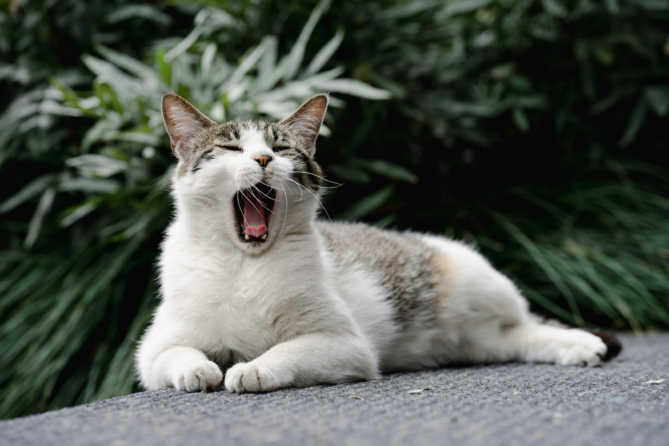 a cat yawning while sitting on the road