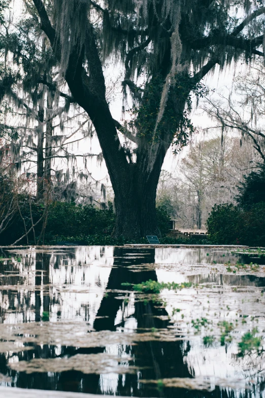 an oak tree is reflected in a body of water