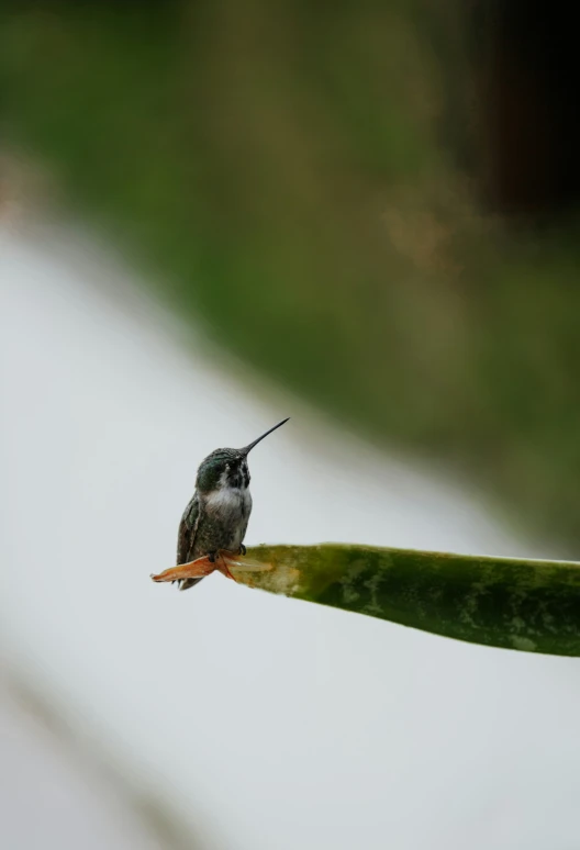 a hummingbird perched on a plant stem during the day