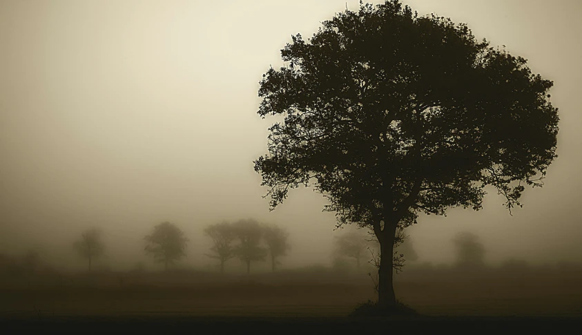 a lone tree in the foggy field