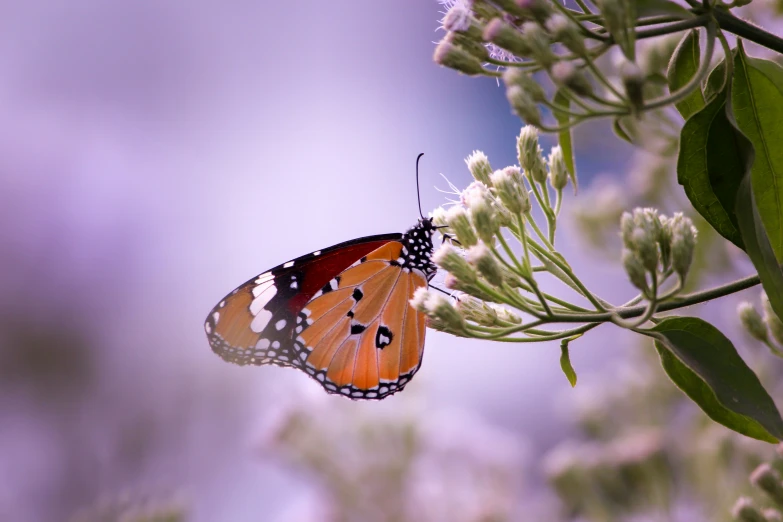 a erfly rests on a flower during the day