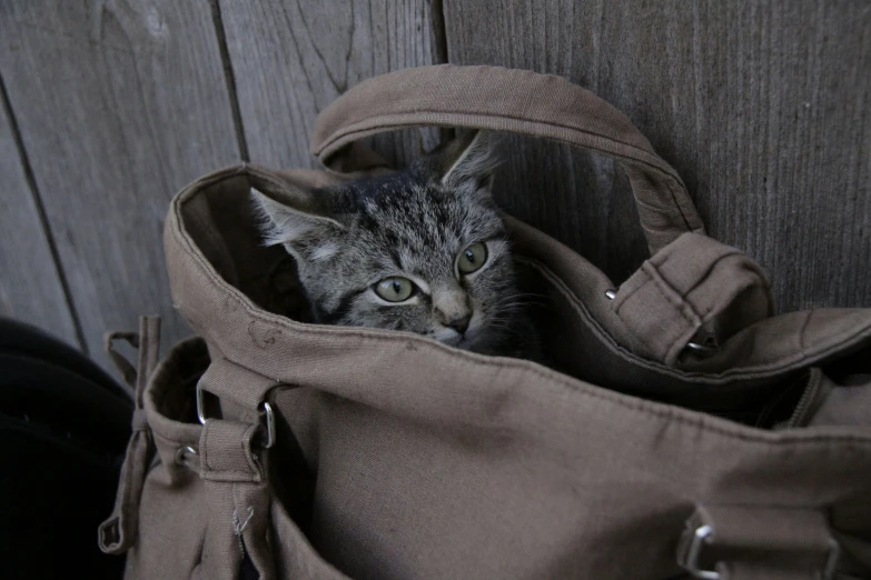 a small cat is inside a brown bag