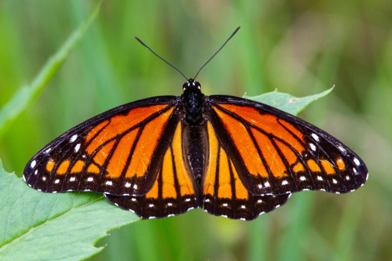 a close up of an orange and black erfly