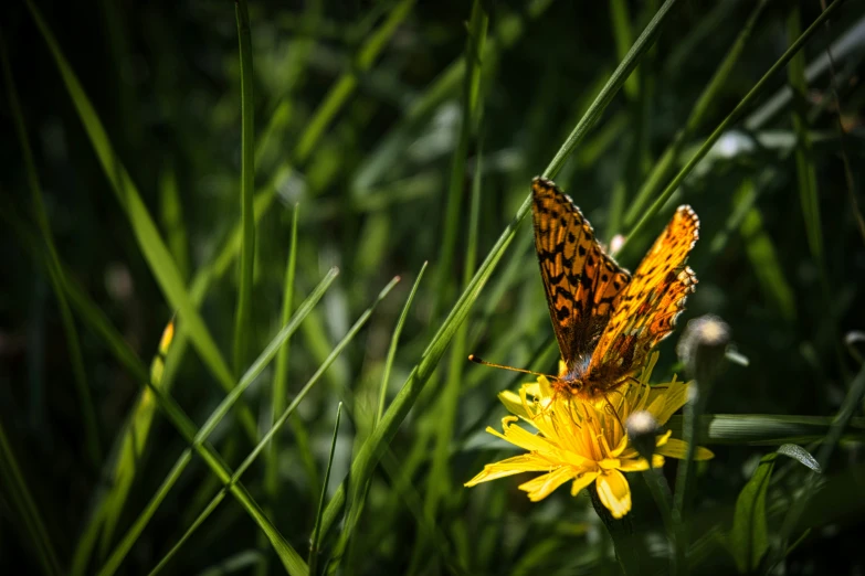 a brown erfly on yellow flower in grass