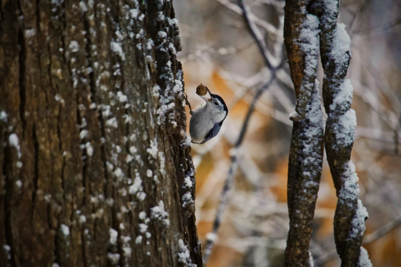 a small bird perches on the nch of a tree