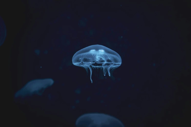 many jelly fish in the dark water