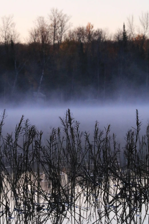 mist sitting over an open marsh area in the snow