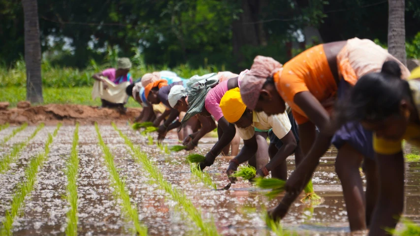 people planting some food in a field