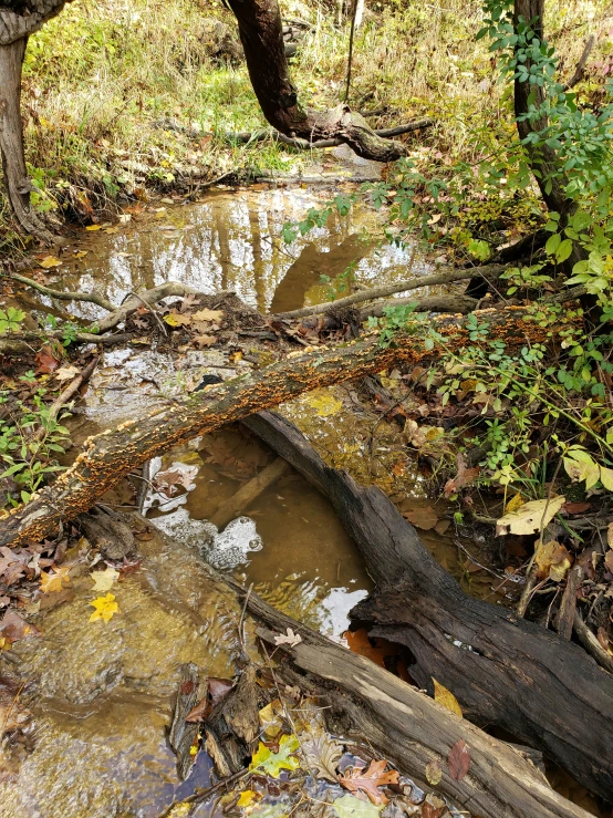 a dirty creek is seen from behind some trees