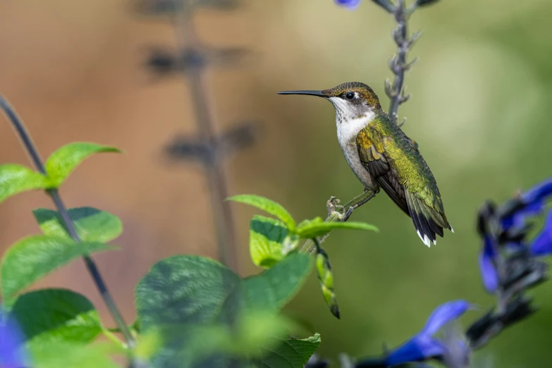 a hummingbird sits on top of a purple plant